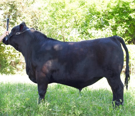 After 8 months of grain (1322lbs).   2015 FFA Reserve Angus Champion