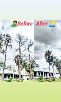 Another flawless tree removal service performed in Naples Florida by A Plus Tree Service.

Https://aplus-tree-service.com