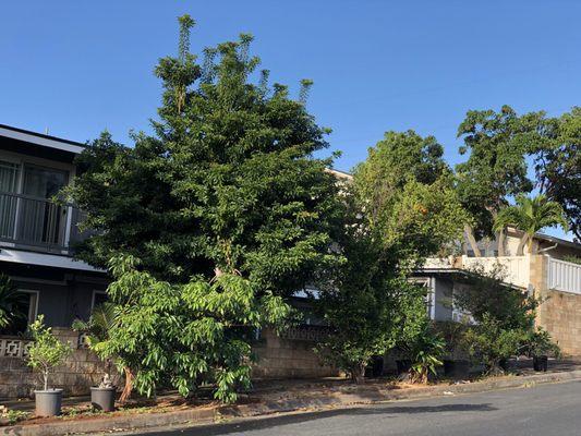 Tangerine & Chico fruit trees .. Kendall's Landscaping Service did an amazing job taking down these fruits trees, effortlessly.