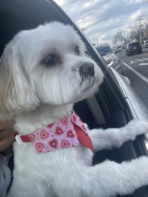 Chase - after getting groom at The pooch Palace.