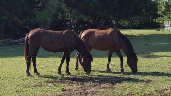 Wild Mustangs at Sanctuary