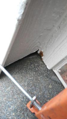 Common gaps like these in roof intersect as easy access points for rodents...we are able to seal and warranty these areas from re-entry.