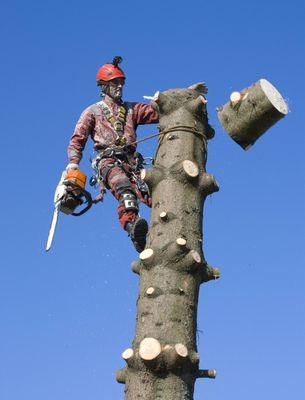 tree removal