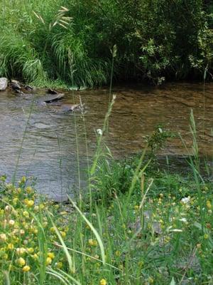 East Handsome Brook