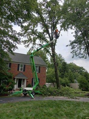 A pin oak tree we removed leaning toward the house