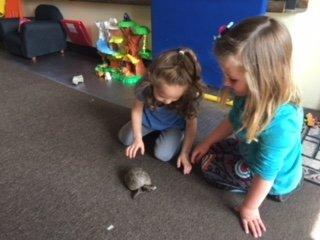 Learning about reptiles