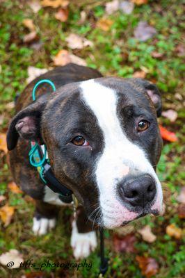 Albany / Saratoga Dog Trainers: Off Leash K9 Training