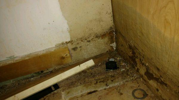 Stachybotrys "Black-Mold" in kitchen after repairs "were completed"