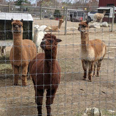 Alpacas