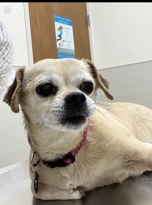 Josie right before she went into surgery and died on the table.