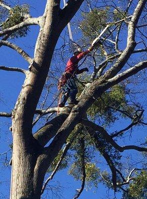 Fast Tree Removal Services Dunwoody