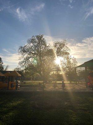 Pleasant evening in the park