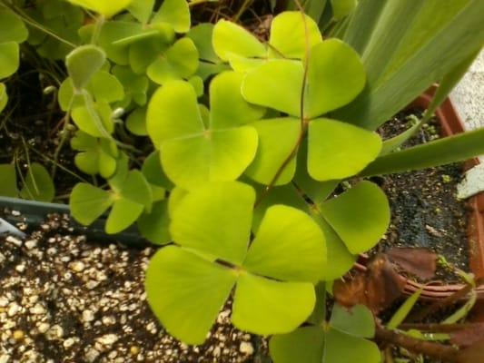 Utah Native Water Clover