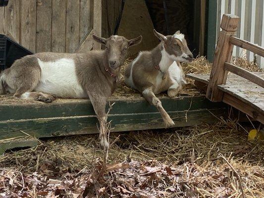 Nigerian dwarf goats