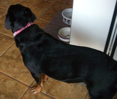 My pink hemp collar makes me look dainty-like a lady!