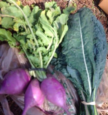 Radishes and Dino kale! Radishes will be going into my kimchi...kale salad and shakes!