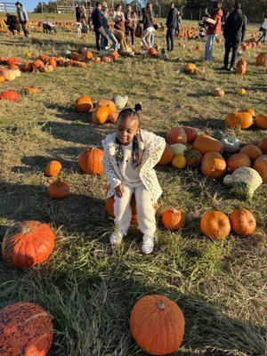 Pumpkin patch had many pumpkins to choose from