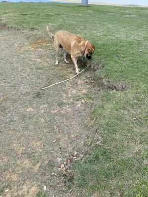 Pup with her fav pastime a stick