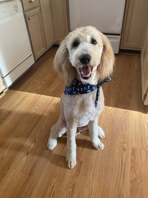 Oakley after his first grooming in CT