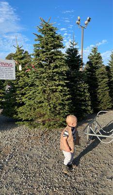 Bourdet's Christmas Trees