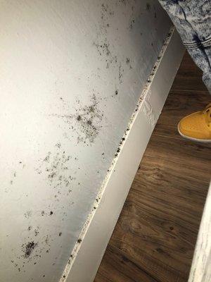 Mold on wall that I had to clean because management tried to call it "wall discoloration"