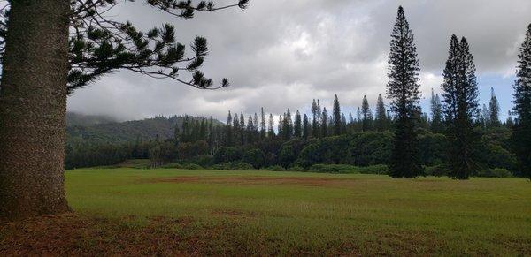 Lanai Island - After landing  walking in the forest