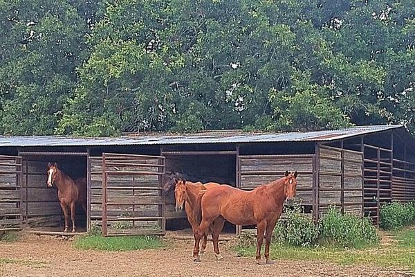 Waco Horse Boarding