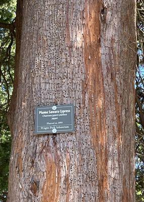 Plume Sawara Cypress Tree - Planted in 1895