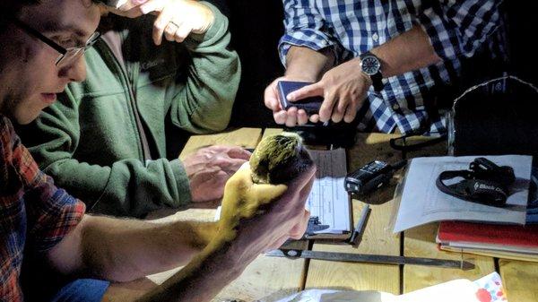 Owl banding.  Sorry for the bad pic, but it was taken at night with no flash (would scare the owl).