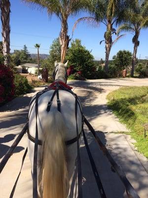 My 5 year old Welsh Pony - with George for one week.  Drive through neighborhood, streets, trails, all with no problems and so much fun!