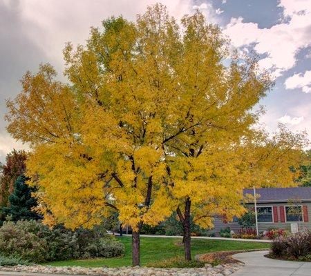 Fall Ash trees