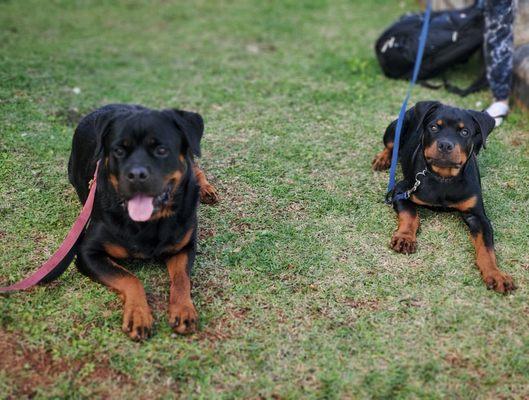 "Down Stay" During our 4 Week Basic Obedience Program.