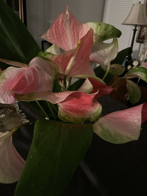 Two week old anthuriums!