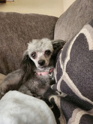 Stella toy poodle rolling in blanket trying to mess up her nice haircut, STELLA LIKES THE MESSY LOOK