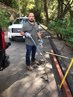 Rattlesnake season starting