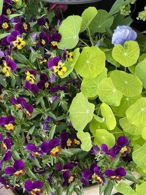 Pansies and nasturtiums