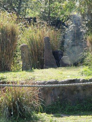 Lowland gorilla chilling