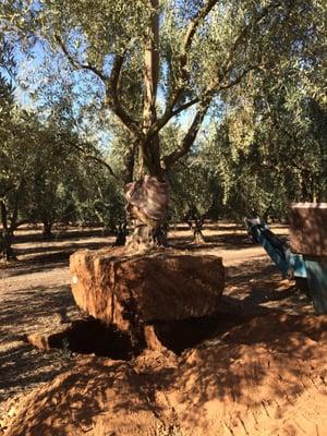 We purchased our olive trees from the orchard.