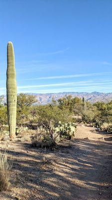 Cactus Forest Trail | Instagram: @telephonesmoothie