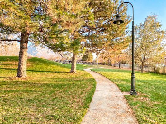 Pine trees and sidewalk