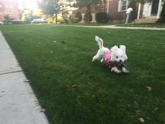 The most adorable and happiest puppy ever