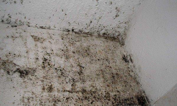 We will get rid of all types of mold