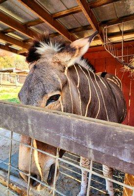 Sweet Zorro the zonkie!