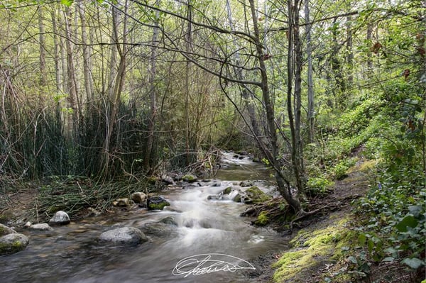 Beautiful Lithia Park by Chance Reid Photography