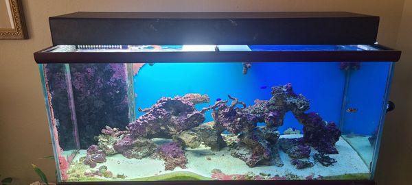 Older lighting. What we added was too bright on the left side of the tank.