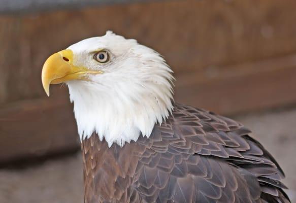 Bald Eagle