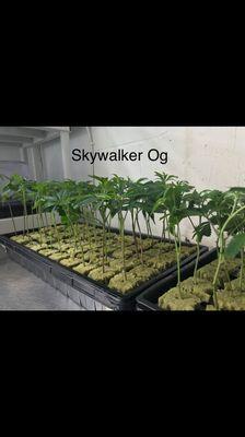 Skywalker Og