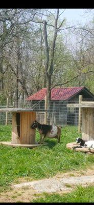 Nigerian dwarf goats