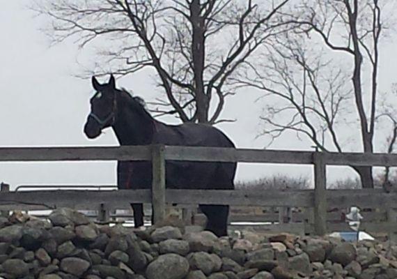 Sunny Brook Farm