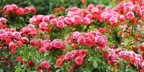 What Fertilizer Option is Best for Roses?